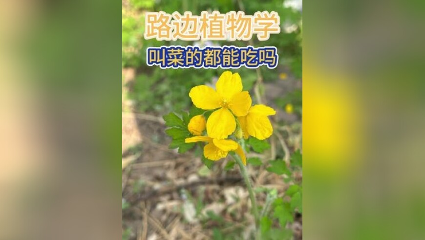 天天好彩246,清明不只踏青 解锁非遗新玩法,最新正品解答落实_尊享版V13.49